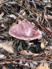 Leucopaxillus lilacinus