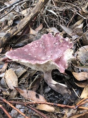 Leucopaxillus lilacinus