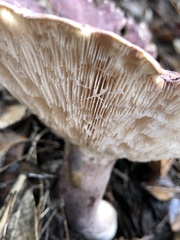 Leucopaxillus lilacinus