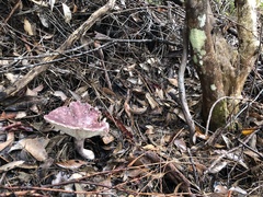 Leucopaxillus lilacinus