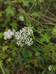 Cnidium monnieri
