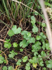 Hydrocotyle batrachium