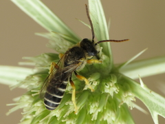Halictus compressus