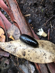 Cynotelopus notabilis