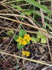 Lysimachia congestiflora
