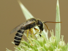 Halictus compressus