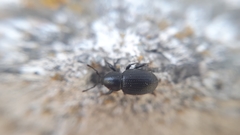 Psallidium maxillosum