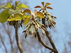 Madhuca longifolia latifolia