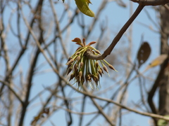 Madhuca longifolia latifolia