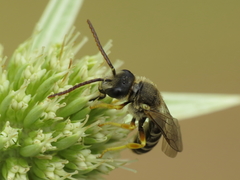 Halictus compressus