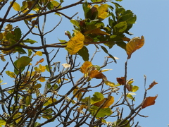 Madhuca longifolia latifolia