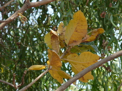 Madhuca longifolia latifolia
