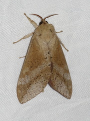 Oxycanus beltista