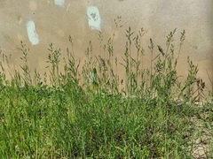 Bromus hordeaceus