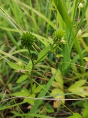 Ranunculus japonicus