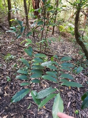 Eupomatia laurina