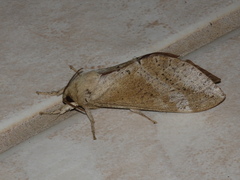Oxycanus beltista