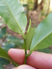 Eupomatia laurina