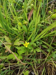 Ranunculus japonicus