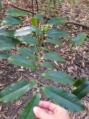 Eupomatia laurina