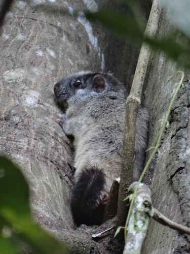 Isothrix bistriata