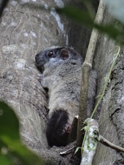 Isothrix bistriata