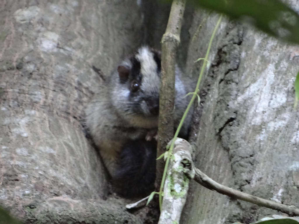 Yellow-Crowned Brush-Tailed Rat