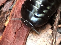 Cynotelopus notabilis