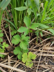 Ranunculus japonicus