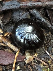 Cynotelopus notabilis