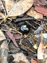 Cynotelopus notabilis