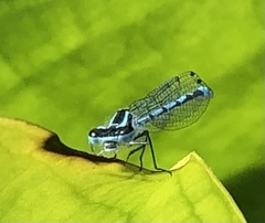 Coenagrion puella