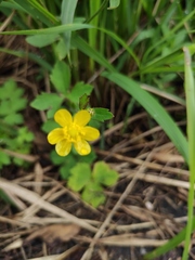 Ranunculus japonicus