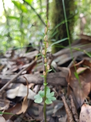 Acianthus amplexicaulis