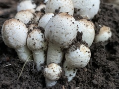 Coprinopsis strossmayeri