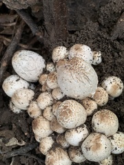 Coprinopsis strossmayeri