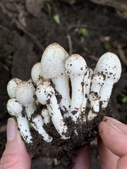 Coprinopsis strossmayeri