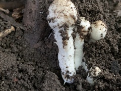 Coprinopsis strossmayeri