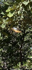 Charaxes saturnus saturnus