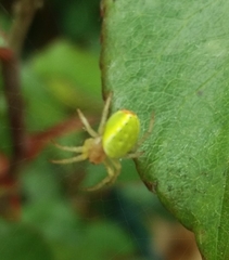 Araniella cucurbitina