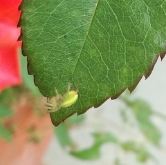 Araniella cucurbitina