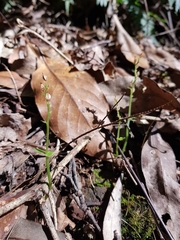 Acianthus amplexicaulis