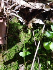 Acianthus amplexicaulis