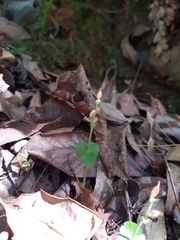 Acianthus amplexicaulis