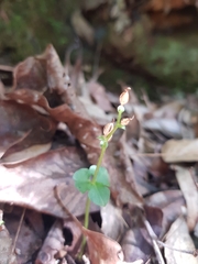 Acianthus amplexicaulis