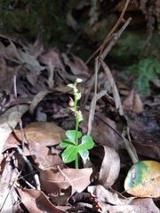 Acianthus amplexicaulis