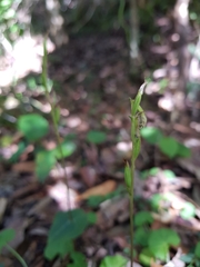 Acianthus amplexicaulis