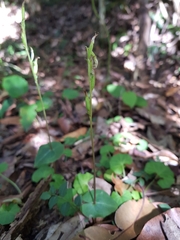 Acianthus amplexicaulis