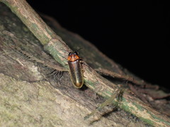 Luciola curtithorax