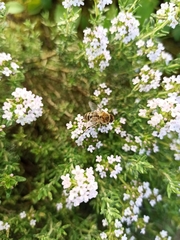 Apis mellifera